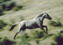 20060829160812-caballo3.jpg