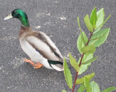 20070427182510-patito.jpg