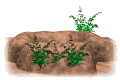 20071231204949-20070105184540-foxholecenht.gif