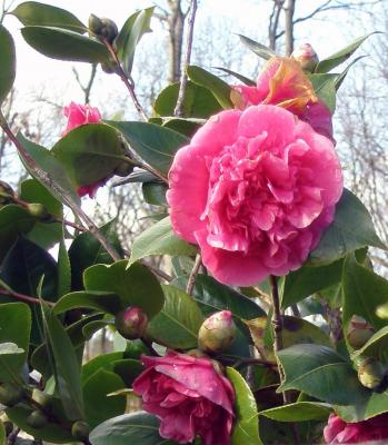 20080203132957-gsiii.jpg