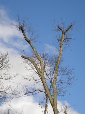 20080203170201-cc-163.jpg