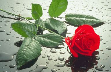 20080912233605-rosa.jpg
